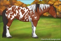 Horse Color:Bay Tobiano Appaloosa