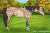 Horse Color:Amber Champagne Appaloosa  and Amber Champagne 