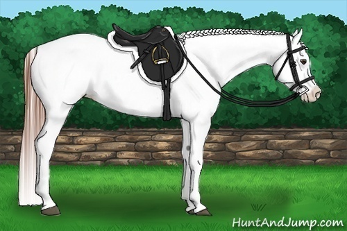 Horse Color:Red Roan Appaloosa 