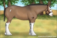 Horse Color:Brown Dun Splash Brindle 