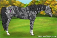 Horse Color:Black Ice 