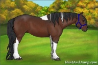 Horse Color:Brown Tobiano 