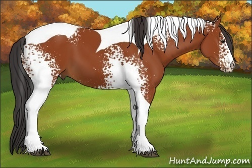 Horse Color:White Spotted Brown Tobiano 