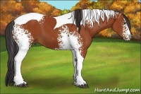 Horse Color:White Spotted Brown Tobiano 