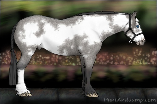 Horse Color:Grullo Roan Frame Brindle