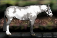 Horse Color:Grullo Roan Frame Brindle