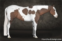 Horse Color:Silver Black Splash Tobiano Rabicano 