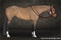 Horse Color:Brown Dun 