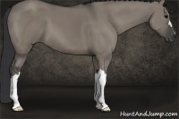 Horse Color:Grullo 
