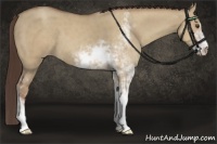 Horse Color:Classic Champagne Dun Sabino