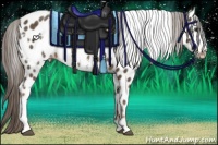 Horse Color:White Spotted Chocolate Palomino Near Leopard 