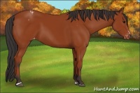 Horse Color:Brown Sabino Appaloosa 
