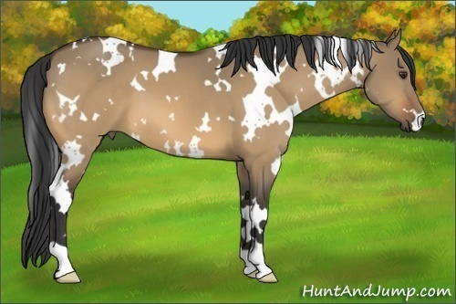 Horse Color:White Spotted Buckskin Dun 