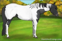 Horse Color:Black Tobiano Near Fewspot 