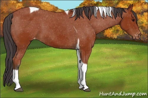 Horse Color:Brown Tobiano Appaloosa 