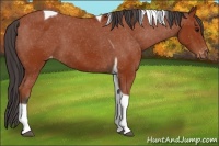 Horse Color:Brown Tobiano Appaloosa 