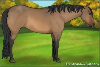 Horse Color:Bay Dun