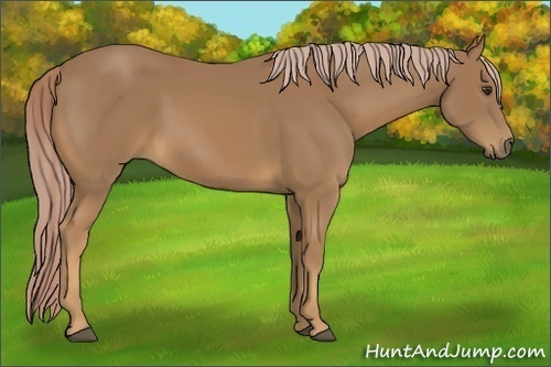 Horse Color:Palomino 