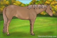 Horse Color:Palomino 