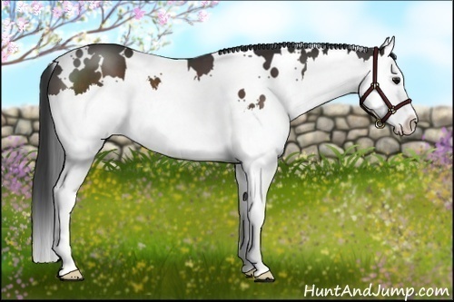 Horse Color:White Spotted Brown Splash
