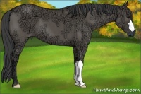 Horse Color:Smoky Grullo Ice