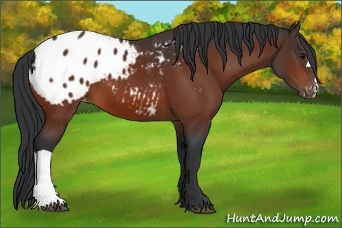 Horse Color:Bay Varnish 