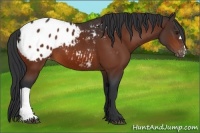 Horse Color:Bay Appaloosa 