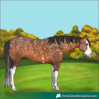 Horse Color:Bay Ice Splash 