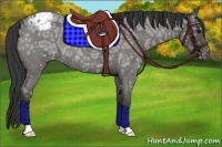 Horse Color:Blue Ice Roan Appaloosa 