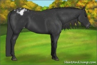 Horse Color:Black Appaloosa 