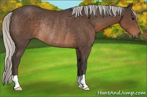Horse Color:Silver Brown Rabicano 