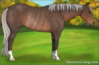 Horse Color:Silver Brown Rabicano 