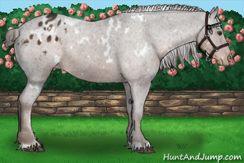 Horse Color:White Spotted Liver Chestnut Varnish 