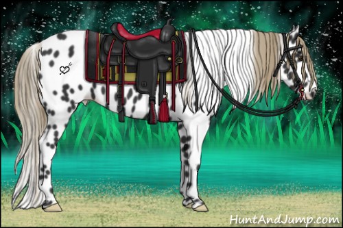 Horse Color:Liver Chestnut Appaloosa 