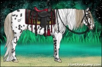 Horse Color:Liver Chestnut Leopard