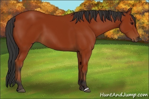 Horse Color:Brown 