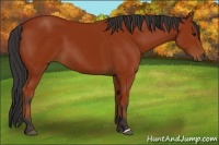 Horse Color:Brown 