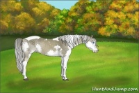 Horse Color:White Spotted Chocolate Palomino Splash Tobiano