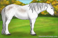 Horse Color:Gray White Spotted Bay