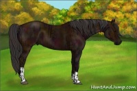 Horse Color:Midnight Brown  and Midnight Bay 