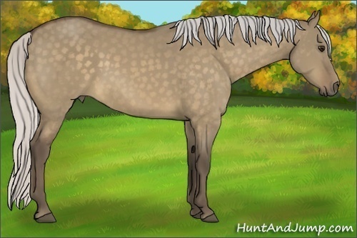 Horse Color:Silver Buckskin Dun