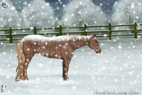 Horse Color:Liver Chestnut and Chestnut