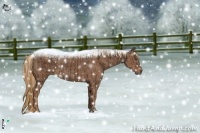 Horse Color:Liver Chestnut  and Chestnut 