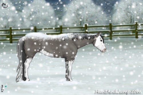 Horse Color:Grullo Splash 