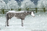 Horse Color:Grullo Splash 