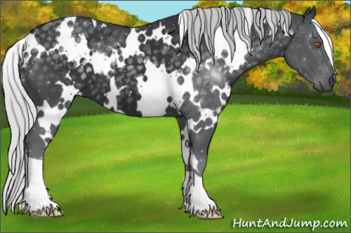 Horse Color:White Spotted Silver Black Chinchilla
