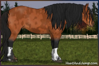 Horse Color:Bay and Gray Bay