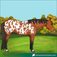 Horse Color:Brown Appaloosa 