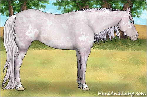 Horse Color:Watercolor White Spotted Chocolate Silver Sable Champagne Ice Pearl