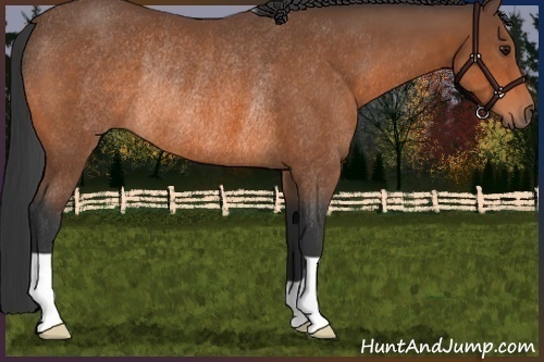 Horse Color:Bay Rabicano 